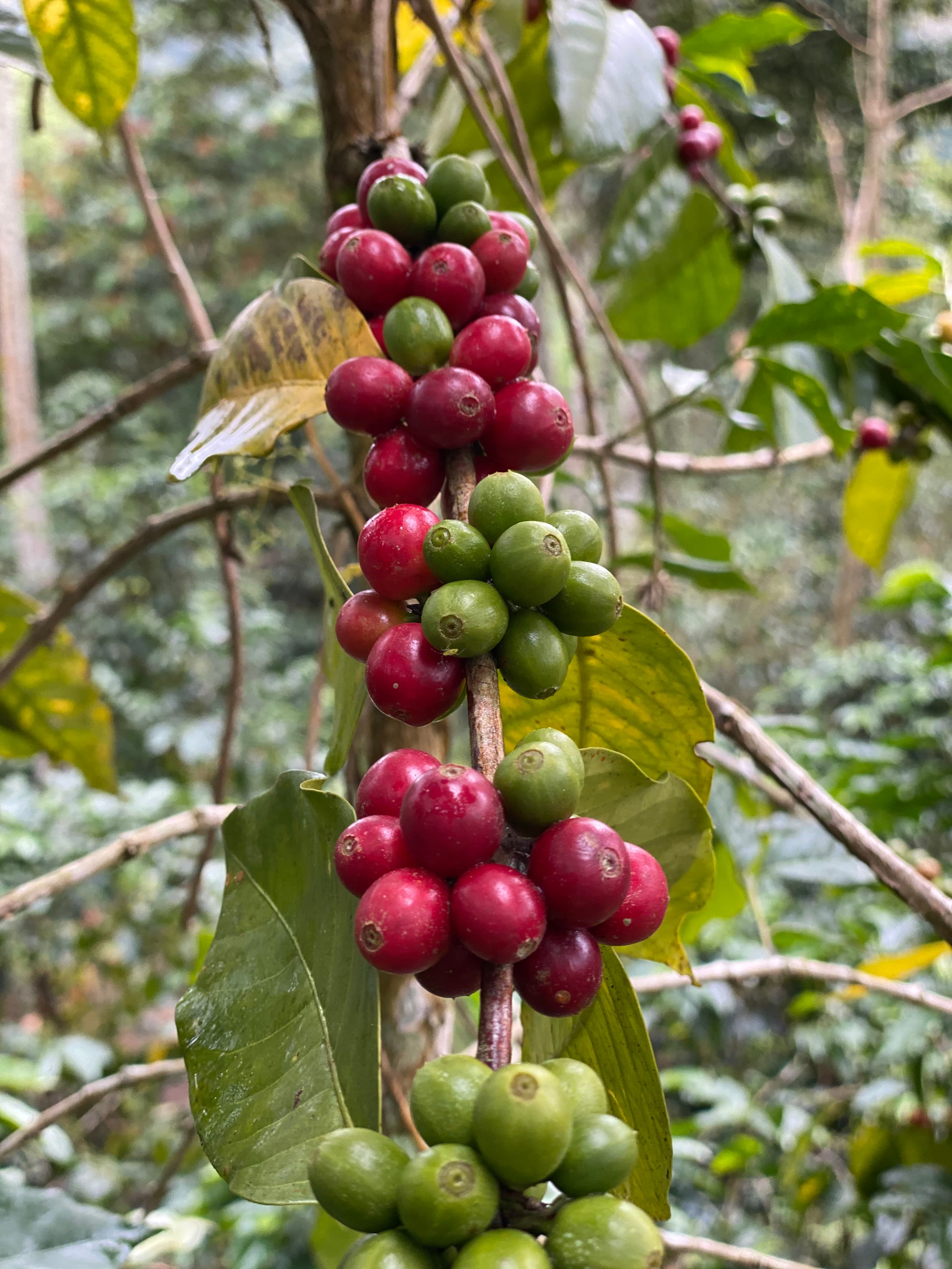 Racimos de cerezas de café rojas y verdes creciendo en una rama entre hojas verdes.