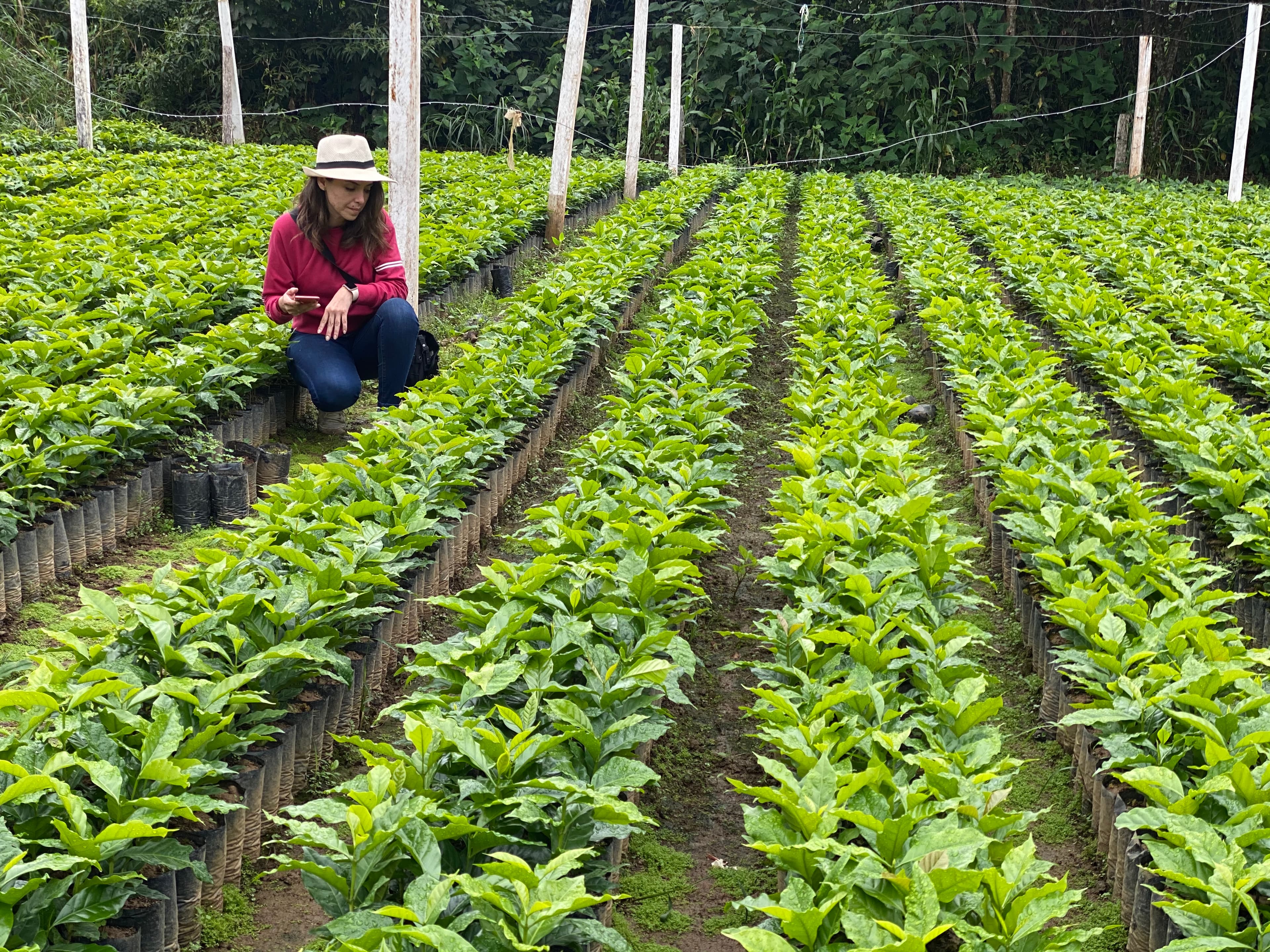 Mujer con sombrero inspecciona hileras de plántulas verdes en un vivero de plantas de café.