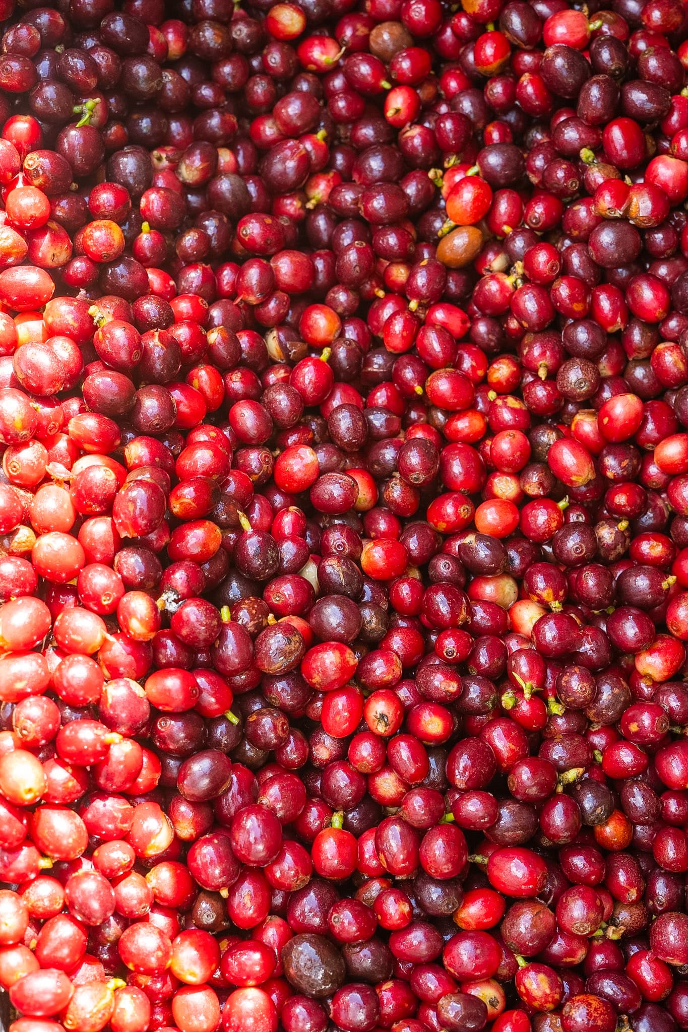 Montón de cerezas de café maduras en tonos rojos y púrpuras brillantes recién cosechadas.