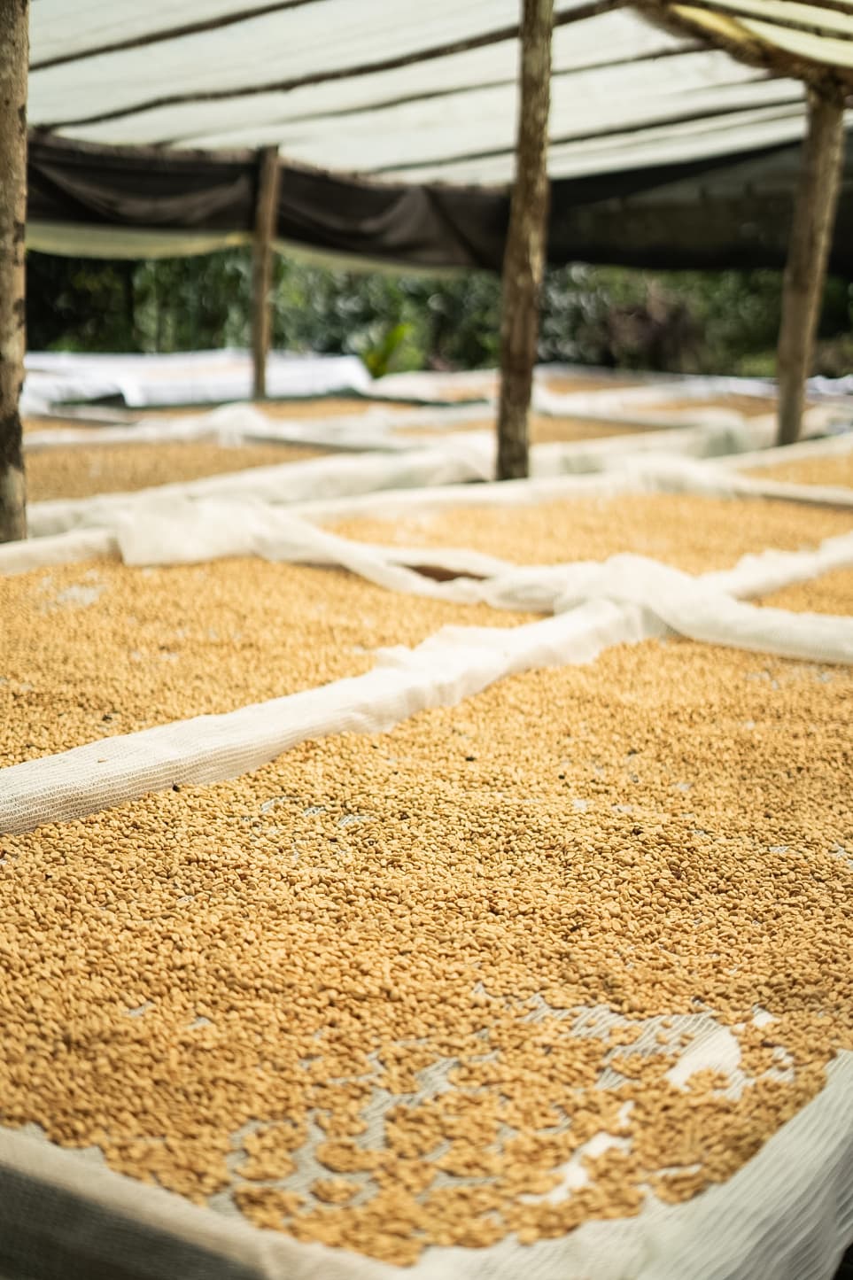 Granos de café secándose en camas elevadas bajo un techo protector en una finca cafetalera.