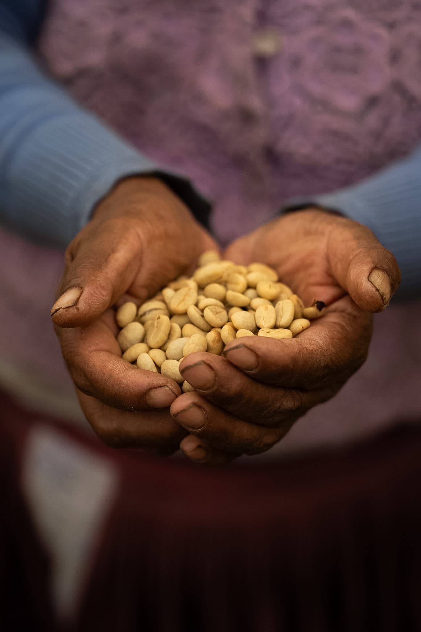 Manos curtidas de un agricultor sosteniendo un puñado de granos de café verde sin tostar.