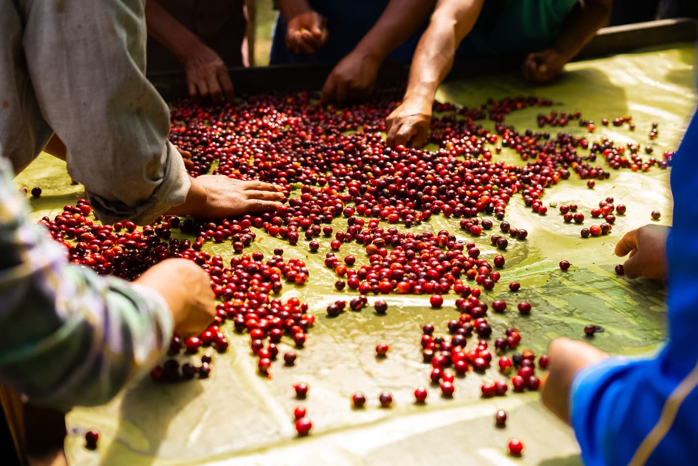 Varias personas clasifican manualmente cerezas de café rojas maduras sobre una lona verde brillante.