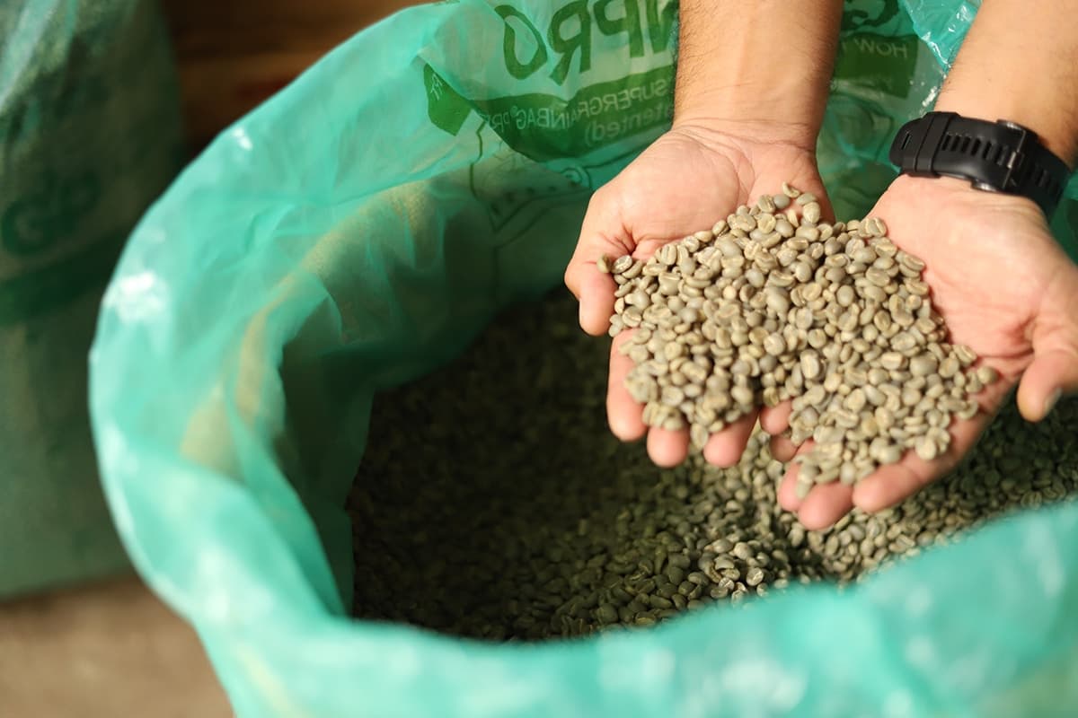 Manos sosteniendo un puñado de granos de café verde sobre una bolsa de plástico verde.