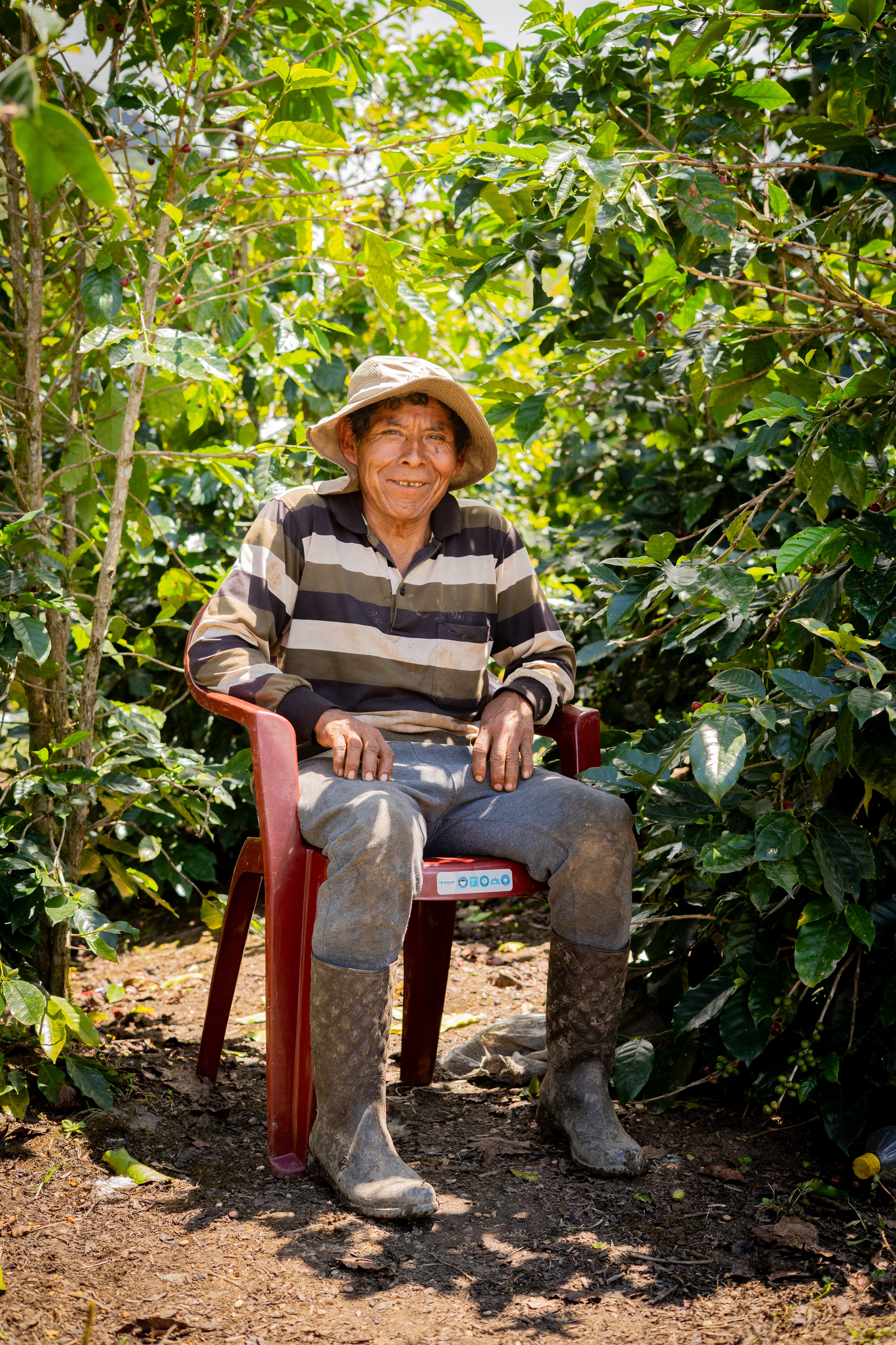 Hombre mayor sonriente con sombrero sentado en una silla roja en medio de un cafetal.